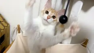 妹の猫を預かってるんだけど、やんちゃかもしれない