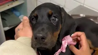Sick Puppy Visits the Vets and her Big Brother Won't Leave Her Side