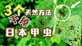 3个天然方法，干掉日本甲虫！ 我的菜园保卫战 3 Natural Ways to Get Rid of Japanese Beetles! My Garden Defense Battle