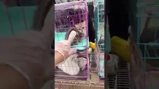 Fluffy Kittens at Pet Market &ndash; Watch Full Livestream for Breed Tags & Adoption Tips!