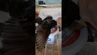 Sparky the European Starling is 10 years old today!#nature #wildlife #birds