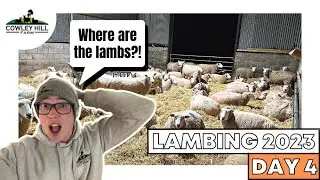 WHERE HAVE ALL OF THE LAMBS GONE?! | LAMBING 2023 VLOG 4
