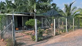 Tạo 4009 :Chú lớn tuổi về lại gia đình ở Bình Phước bán nhà vườn có cây ăn trái mặt tiền nhựa 120×34