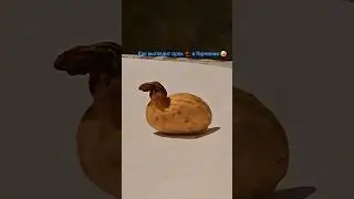 Germany 🇩🇪 Oberndorf am Neckar, Как Выглядит орех 🌰 в Германии 🤣