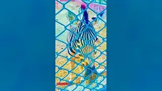 Zebra 😯