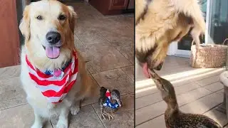Dog and Duck Make Unlikely Best Friend Duo
