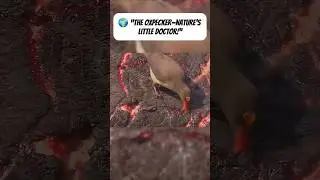 Oxpecker Bird Drinking Blood &ndash; Nature&rsquo;s Weird Doctor