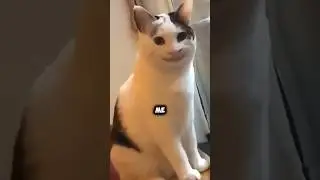 Cats Cannot Smile 🤯 #shorts