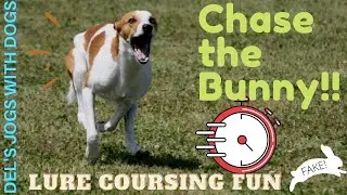 CHASE THE BUNNY!!! | DOG SPORTS | LURE COURSING with our Sighthounds