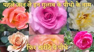 Rose plant Unboxing | नए गुलाब के पौधे | New varieties of Roses | Pushpanjali Roses