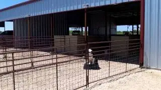 Exercising your Lamb and Goat Project with Track dog Part II