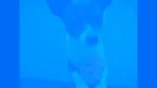 ASMR Pet Sounds - Dogs