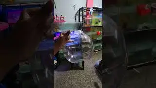 🤯இது🐊  Fish Tank ஆ? | Fish video in tamil | betta fish | alligator gar #shorts