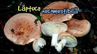 Lactarius Chrysorrheus - ciupercuța zilei - lăptuca cu lapte gălbui