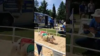 Pigs running competition #travel #nature #family #hiking ##vlog #park #time #usa #ideas #animals