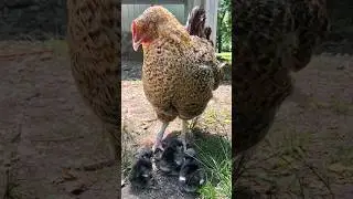 The birth of a hen's chicks #asmr #chicken #animals #macro #movie #music