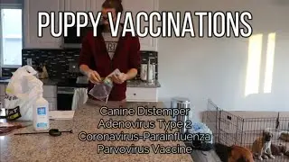 Puppy Vaccinations - Distemper, Adenovirus Type 2, Coronavirus-Parainfluenza, Parvovirus - Week 8
