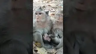 Why is this baby monkey nursing from a different mother?#shorts #animals #monkey #hanuman