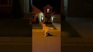 happy new years 🥳😂 #funny #humor #animals #dog #newyear #fireworks #fail #memes #sora #ai #home