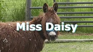 Miss Daisy Donkey - Part 3