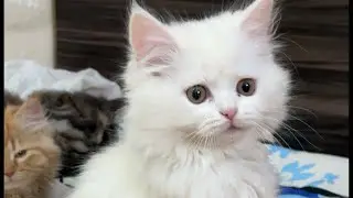 NIGHT LIVESTREAM #cute #cat #fypシ #feed