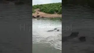 Hippo School
