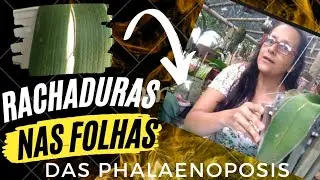 PORQUE AS FOLHAS DAS PHALAENOPOSIS RACHAM ??? | RESULTADOS DA SEMIHIDROPONIA EM TRONQUINHOS