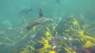 Snorkelling: The Puppies of the Sea - Hout Bay, South Africa