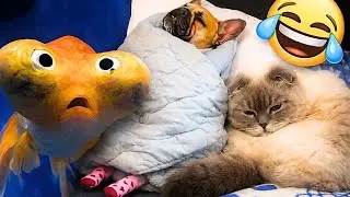 🤣 You Won&rsquo;t Believe These Funny Animal Moments #funny #animals #pets