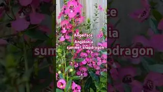 Angelface looking glorious! 🌸 #angelface #angelonia #zone7b #provenwinners #shorts