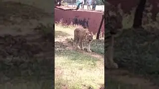 tiger#vizag zoo park#indira gandi  zoological park#