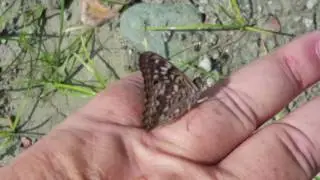 Crater of Diamonds State Park, Arkansas Butterfly - August 30, 2016 - Travels with Phil - Unedited