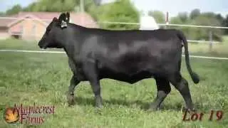 Lot 19, Maplecrest Blackcap W4108