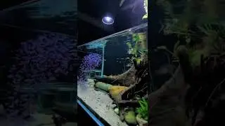 Perfect Aquascape With The Beauty Of Cardinal Tetra #shorts