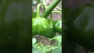 Nature never goes out of style #green #garden #agriculture #nature