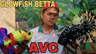 Harvesting avatar cooper betta fish, hmpk neon!!