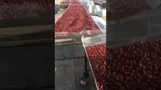 cherry coffee processing in China