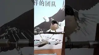 Shrike