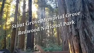 Redwood National Park ~ Stout Memorial Grove Trail