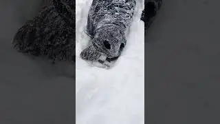 Distraught Dog Wants To Rescue Her Baby From The Ice #shorts