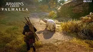Загадочный Берсерк, сом для Ньяль в Assassin's Creed Valhalla. Дружим с белым медведем