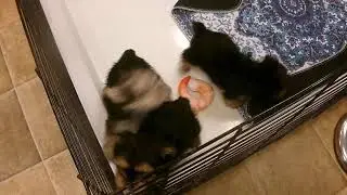 Morkies