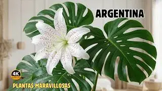 Top 7 PLANTAS Más Hermosas e INCREÍBLES De ARGENTINA | DOCUMENTAL Episodio 1