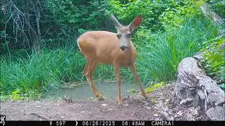 deer doe very cautious 26Jun2025