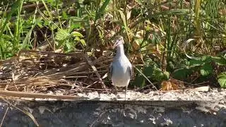 Piro piro piccolo - Actitis hypoleucos