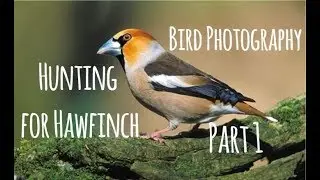 Hunting for Hawfinch + 2018 Plan