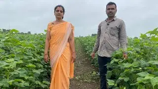 કપાસ મા દવાનો છંટકાવ મોગલ મા ના દંશન 