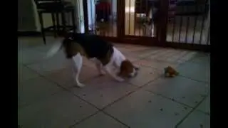 Cute Beagle Puppy Cleaning Up Mess