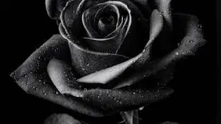 How to Dye Roses Black (See Description) Black Roses, Black Rose Flowers👇Fun Facts