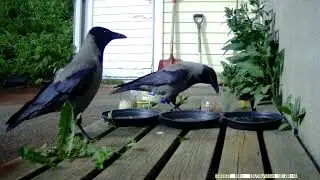 Crow unlocks and opens containers of peanuts